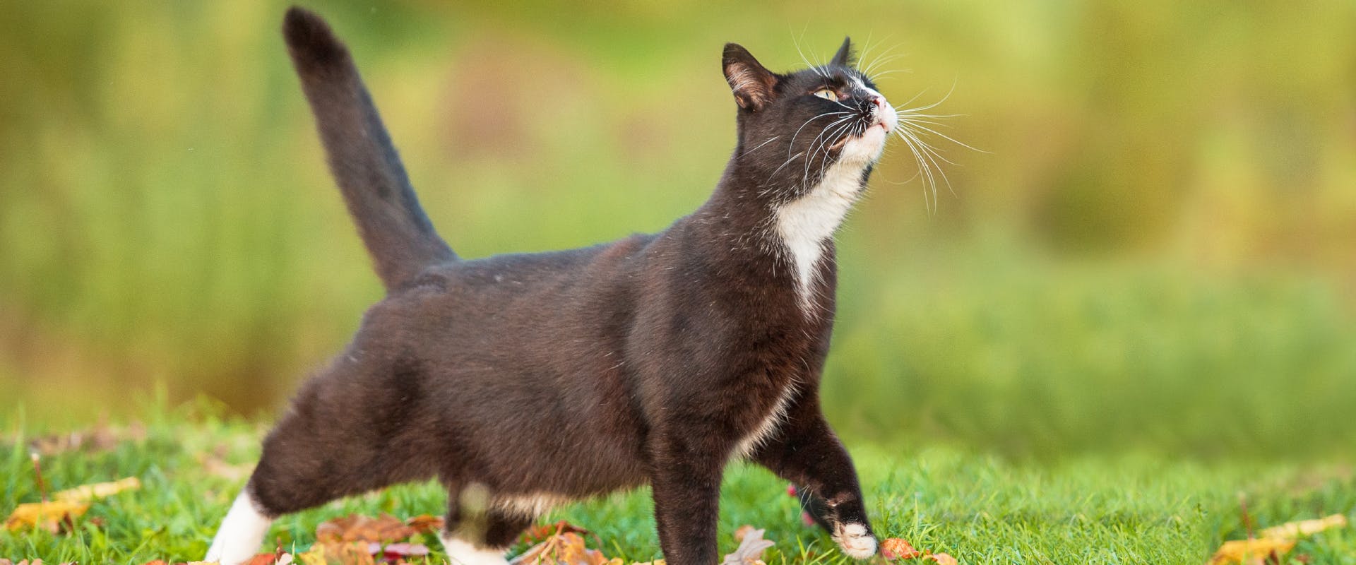 Female sales cat pouch